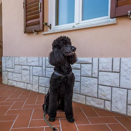 Rona Ani Apartman *